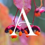 Aberglasney Gardens