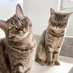 2 Cats 2 Katzen Petfluencer / Catfluencer