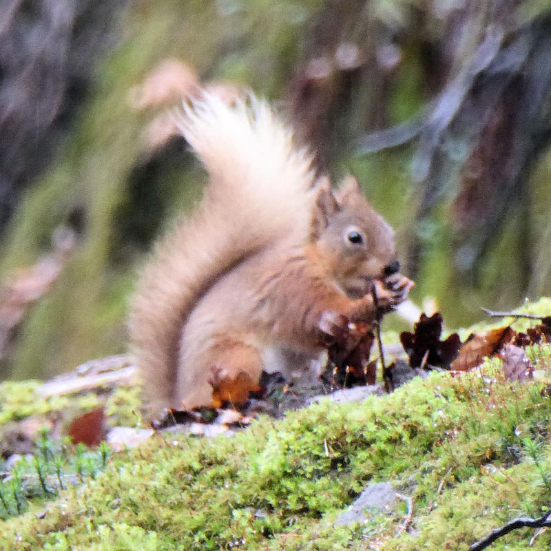 Garden Wildlife