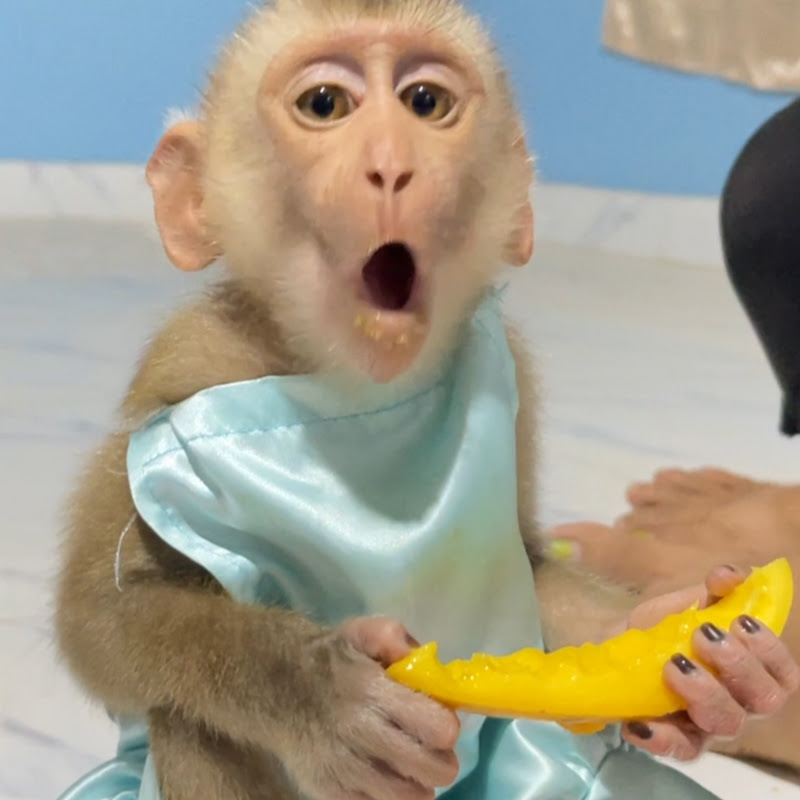 Chaly MONKEY