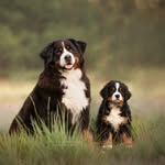 Qira & Wikki _the_berners