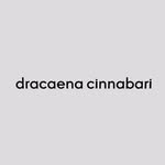 dracaena cinnabari  |  دراسينا سيناباري