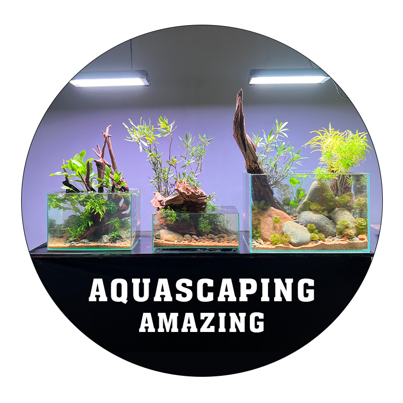 Aquascaping Amazing 