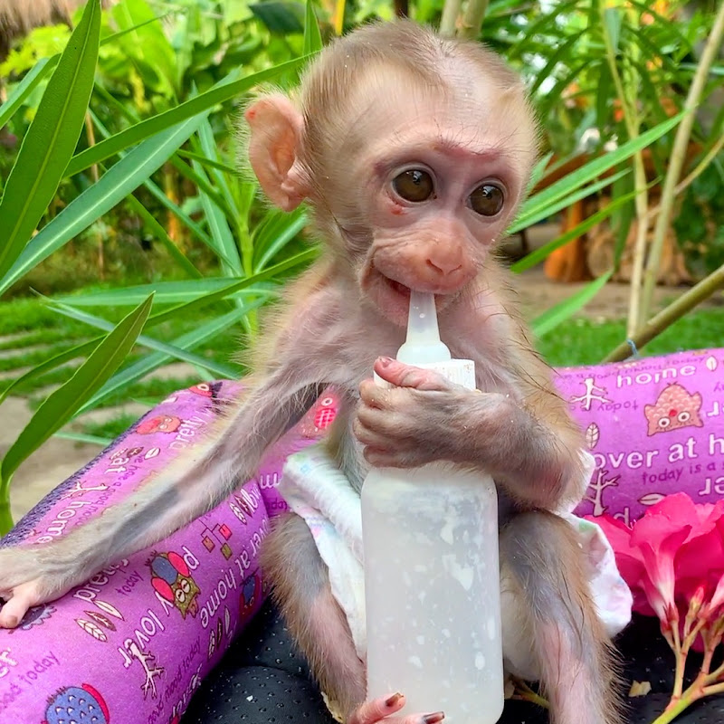 Daily Monkeys
