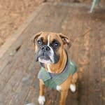 Boxer
