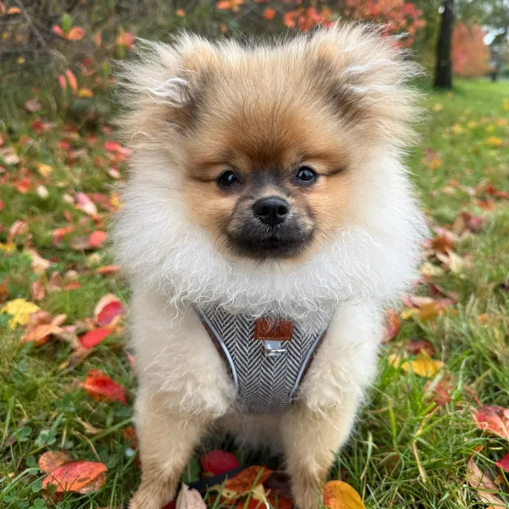 Louie the Pomeranian🐻🐾