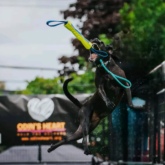 jumpingjaxthedog