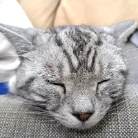 ねこスイッチ🐱