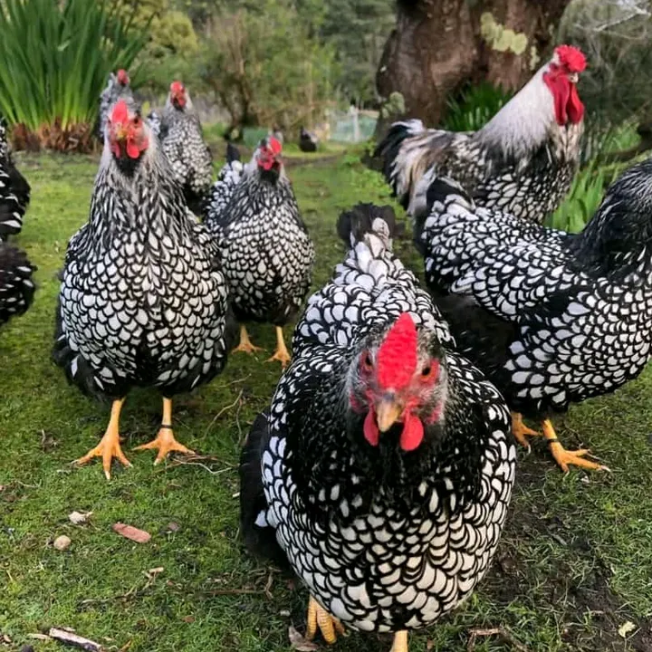 vision farm