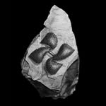 ʜᴏᴘᴘᴇʀ ʙᴏʏ