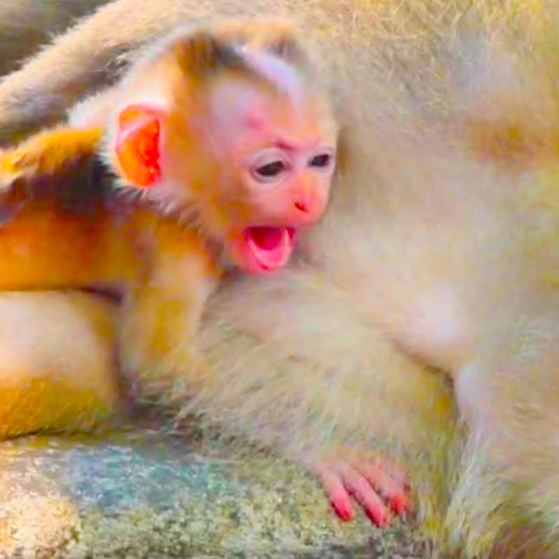 Asia Monkey Official