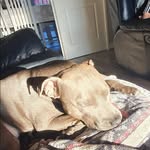 lola_staffie_bestgirl