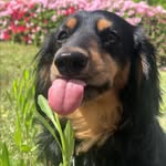 ダックス🐶えいと