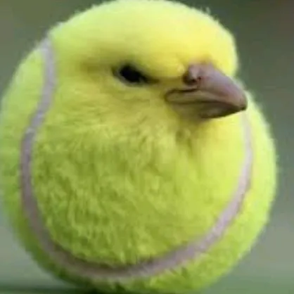 TennisBird