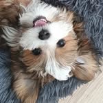 🐾 Milly the havanese 🐶