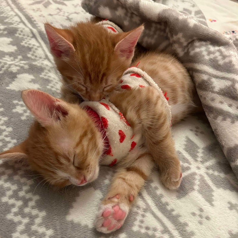 Simba & Garfield