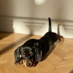 Thilya🌴little dachshund