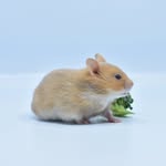 Zoohyddan’s Hamstery