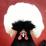 Polish Chicken Madness