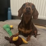 LittleMissPenelopexo