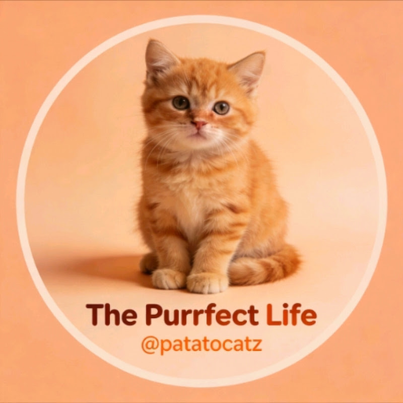 The Purrfect Life