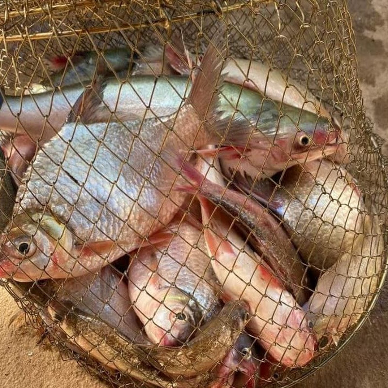 Fish and Food cooking