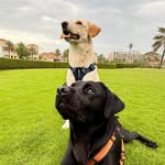 Shadow & Safi in Qatar 🇶🇦 | UGC Dog Creators 🐶
