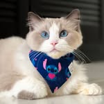 Aria the Ragdoll
