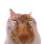 清心(꒦໊ྀʚ꒦໊ི )