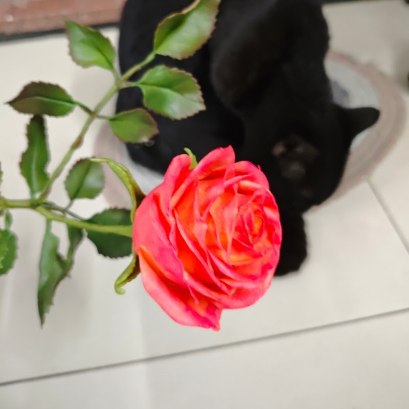 Mèo và Hoa đất sét