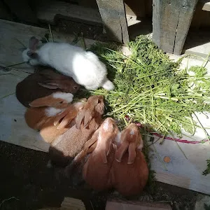 Animación Rujuzú♥️🐰👍