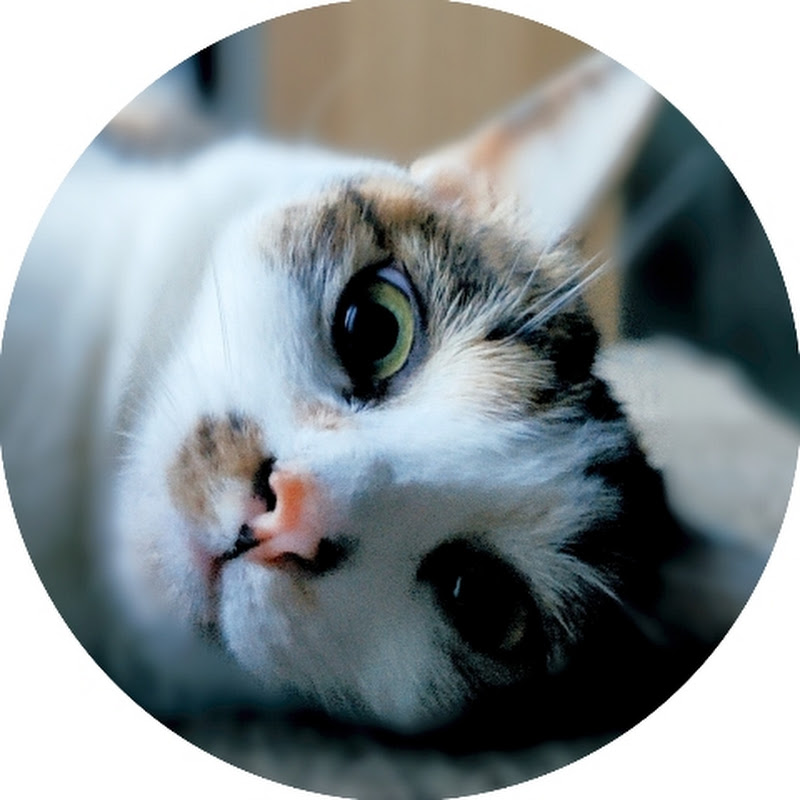 漏洞貓-2喵1汪-家有三毛孩的日常紀錄