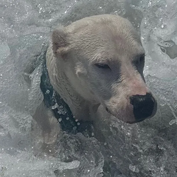 englishman in Sweden