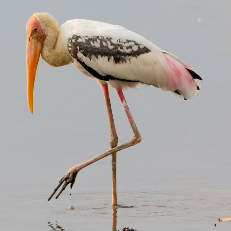 Jason Stork