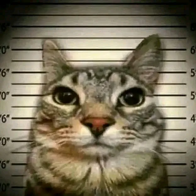 The _SagaLP