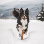Border Collie Yankee