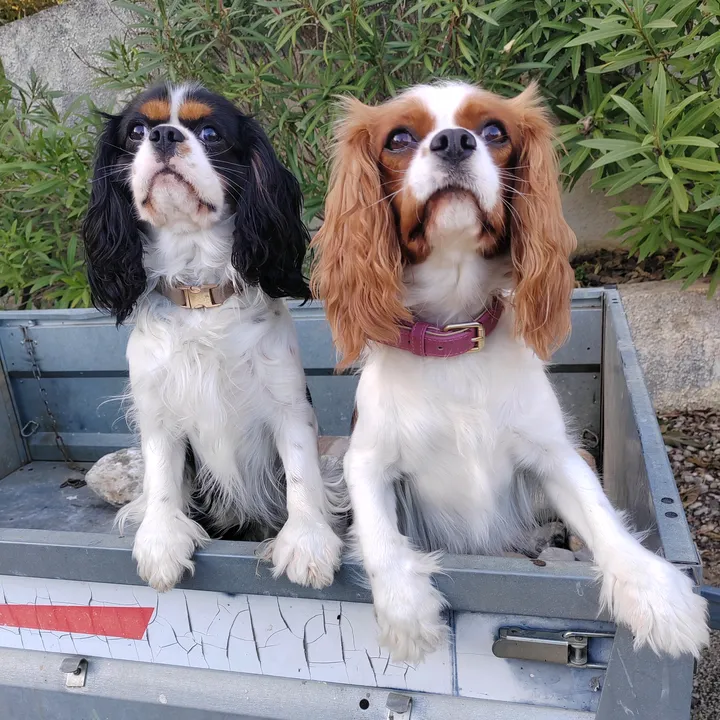 cavalier_maggy_snoop