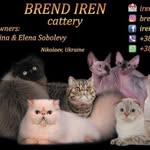 Cattery 🏆 Brend Iren 🏆 Hodowla 🏆 Питомник