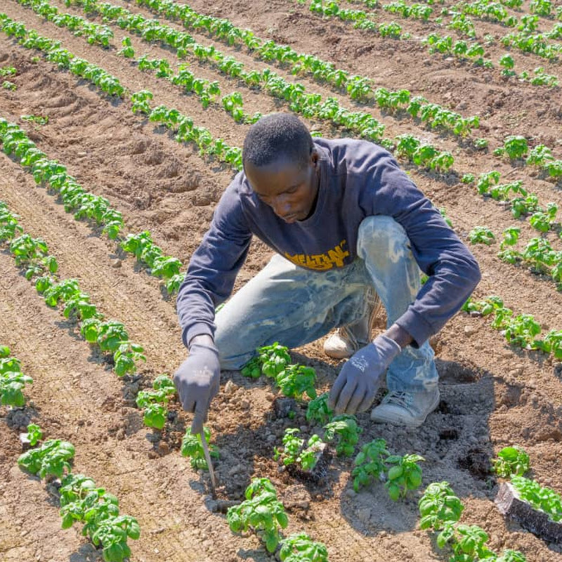 AGRO D'AFRIQUE (M-rod Agro)