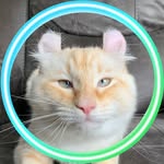 Yeti the cat with thumbs