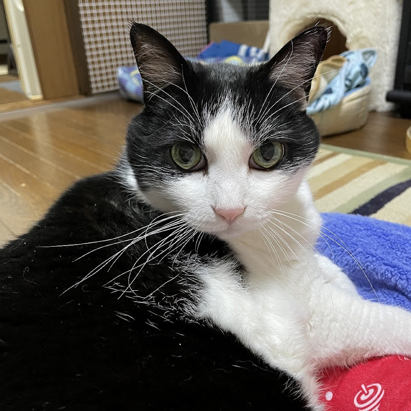 猫と自然の暮らし
