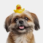 NIKNOK THE DOG