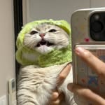 zanimthengaengkhingcats