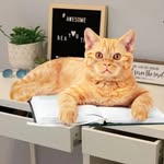 catybooks