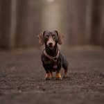 THEO DE TECKEL | Dog Content Creator