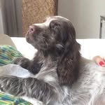 Springer Spaniel