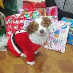 los videos mundiales