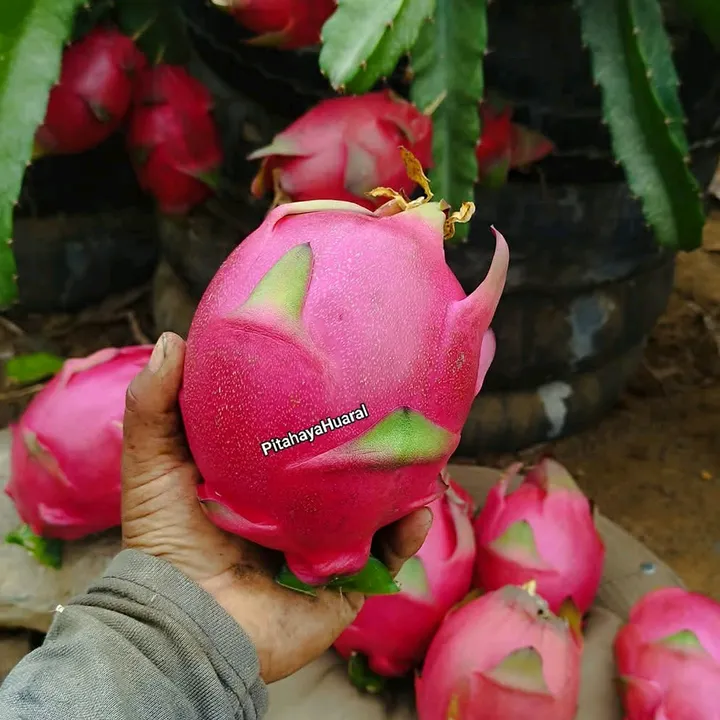 Pitahaya Huaral🌵💚