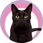 5 Gatos Felizes / Influencers e UGC Pet