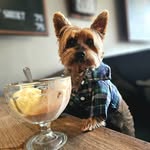 Corby The Yorkshire Terrier